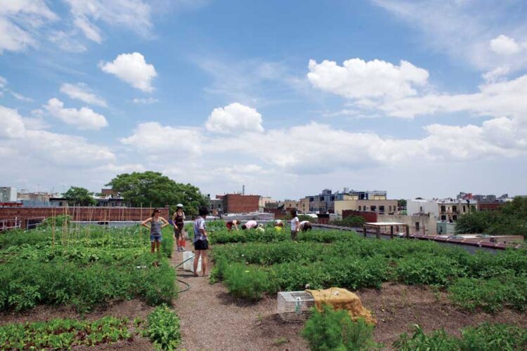 Eagle Street Rooftop Farm: The Future of Urban Agriculture